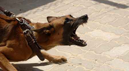 POSITIVE DOG - Comportement canin POSITIVE DOG par Camille BROMBERGER - Comportement canin