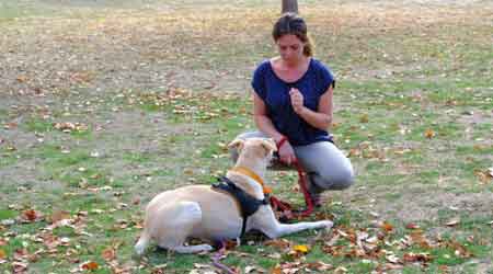 POSITIVE DOG - Education canine POSITIVE DOG par Camille BROMBERGER - Education canine