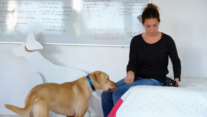 PPositive dog par camille BROMBERGER - Desensibilisation medicale