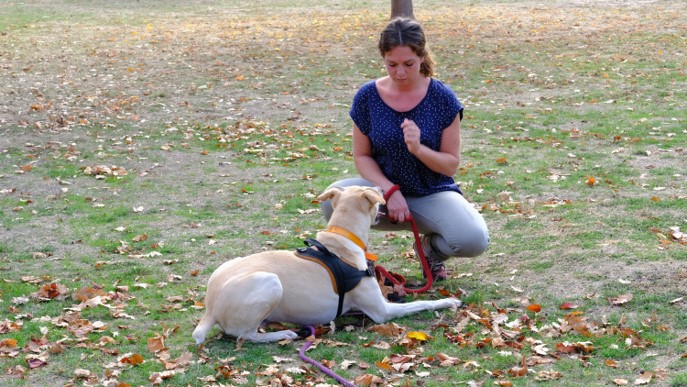 Positive dog par camille BROMBERGER - Education canine