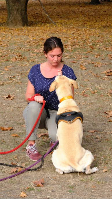 Le concept POSITIVE DOG Concept POSITIVE DOG par Camille BROMBERGER