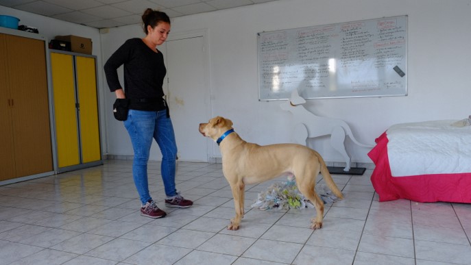 Positive dog par camille BROMBERGER - Clicker training