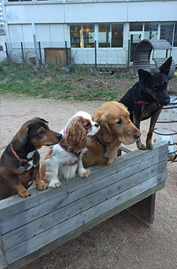 Positive dog par camille BROMBERGER - Pension canine